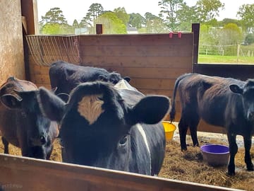 Cows