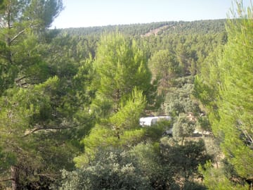 Pitches surrounded by pine trees