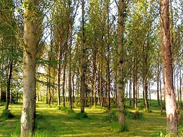 Woods