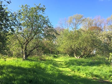 Stone house orchard