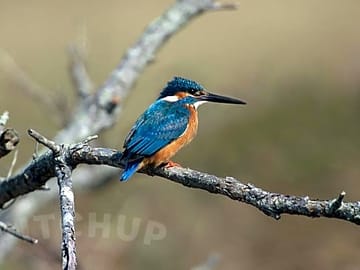 Local wildlife