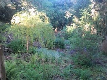 Woodland walk
