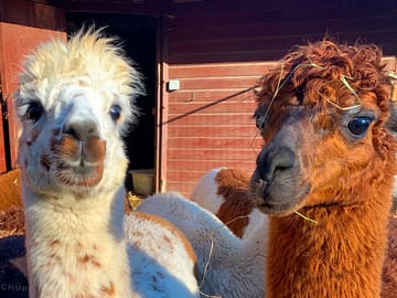 Alpacas on the farm