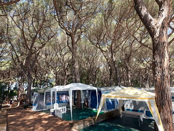 Pitches under the trees