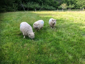 Sheep in the surroundings