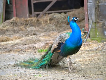 Basil the peacock