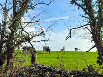 The neighbours