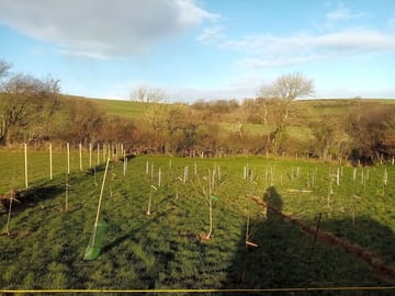 New orchard and native woodland