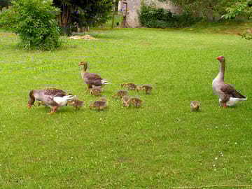 Geese