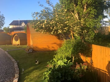 Pods in summer