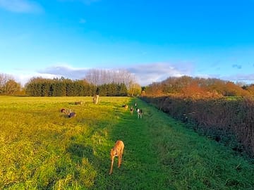 Dog walking
