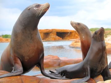 Sea lions at yorkshire wildlife park