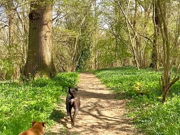 Dog walks in draysey woods