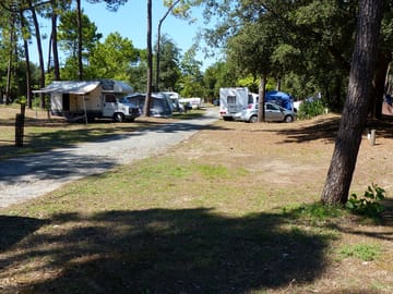Pitches among the trees