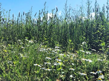 Our wild flower seed strip