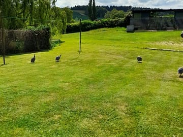 Back garden at weylands