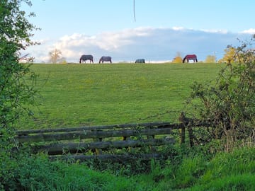 Some of the farm's retired racehorses