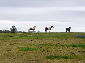 My horses