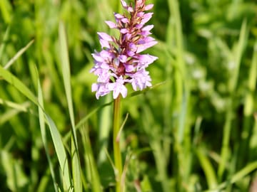 Wild orchid