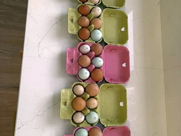 Free Range Eggs available ... but you need to be quick...