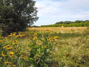Summer sunflowers