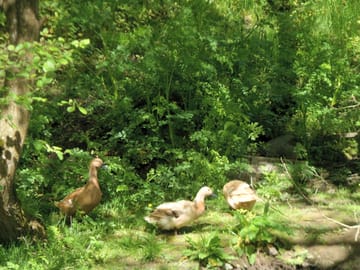 The farm's ducks