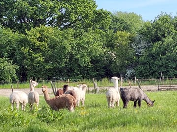 Alpacas at large