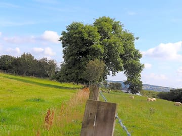 Grassy pitches