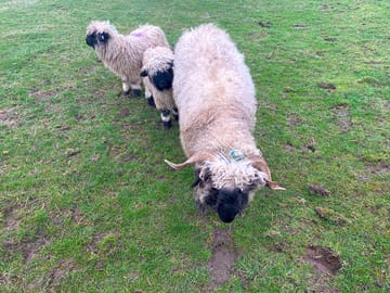 Valais blacknose sheep in adjacent fields