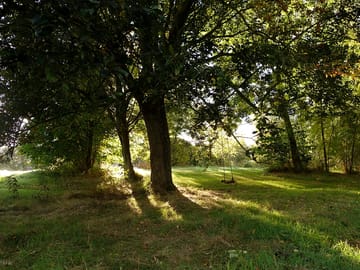 Tree swing in the yurt field