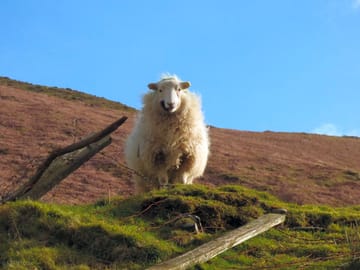 One of the sheep