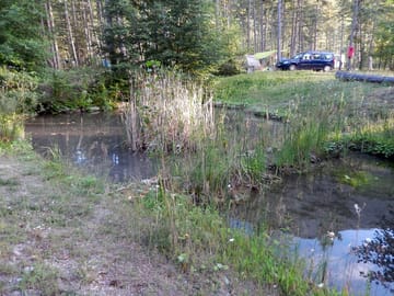 View of the pond