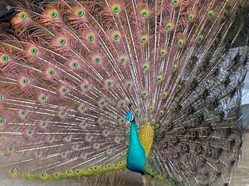 Peacock