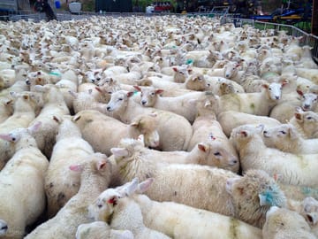 A few of our sheep