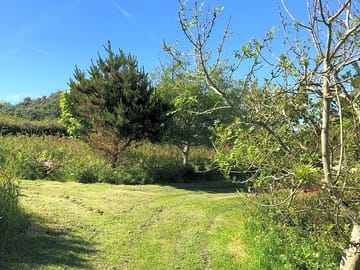 Greenery around the site