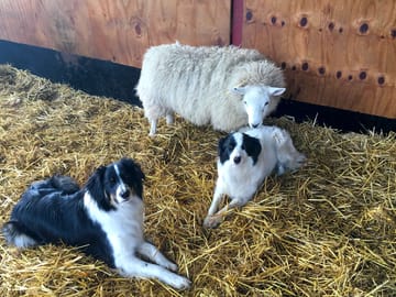 Liz hanging out with the two border collies
