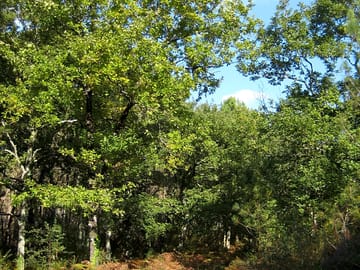 A walking trail near the site