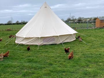Bell tent and chickens
