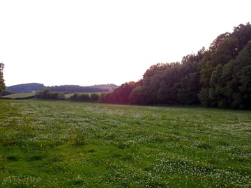 Main field