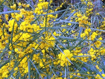 Wildflowers in the serpentine national park