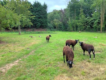 Friendly zwartbles sheep