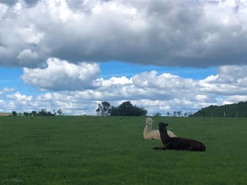 The farm's alpacas enjoying the sun