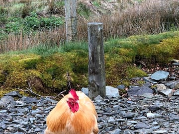Buster is a bit of a poser but very friendly