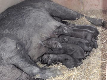 Large black sow and litter