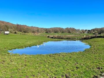 The pond