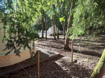 Bell tents in the woods