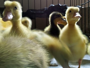 Ducklings at the farm