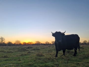 Castlemorton common