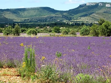 Nearby lavender field
