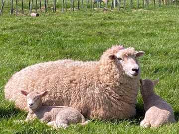 Farm life